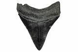 Fossil Megalodon Tooth - South Carolina #341433-1